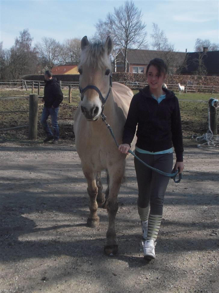 Fjordhest Lærkelundens Tor billede 5