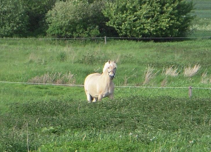 Fjordhest Lærkelundens Tor billede 6