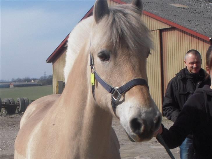 Fjordhest Lærkelundens Tor billede 7
