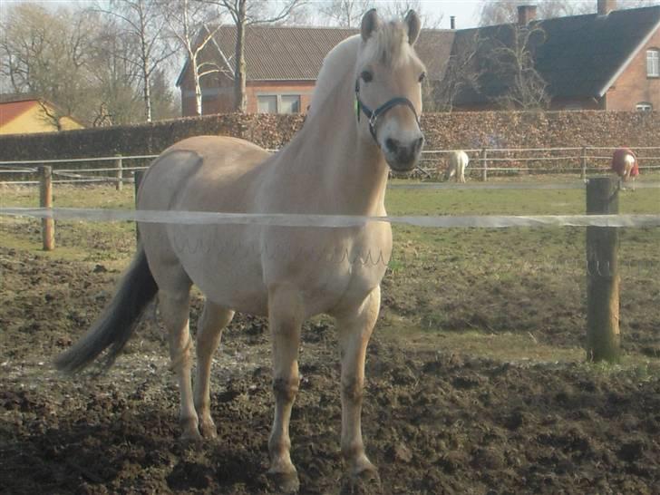 Fjordhest Lærkelundens Tor billede 8