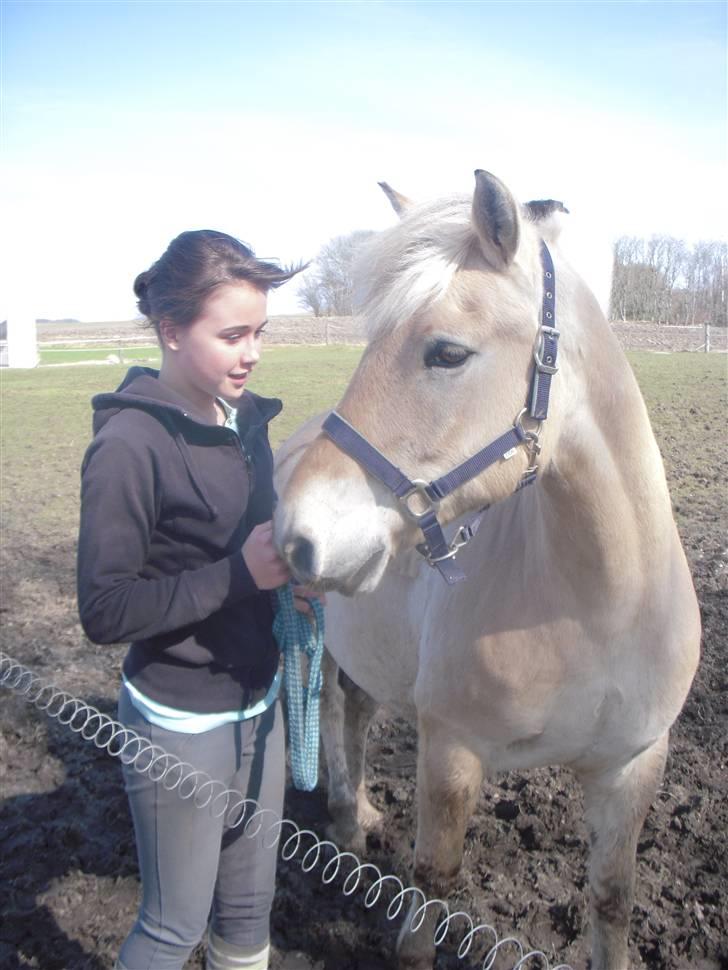Fjordhest Lærkelundens Tor billede 9