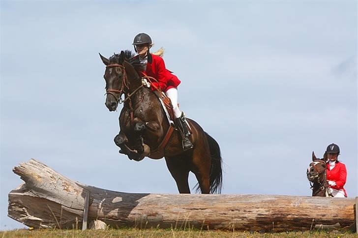 Dansk Varmblod Mr. Rubino - Fra jagten på Møn 2009, taget af ct-foto.dk billede 1
