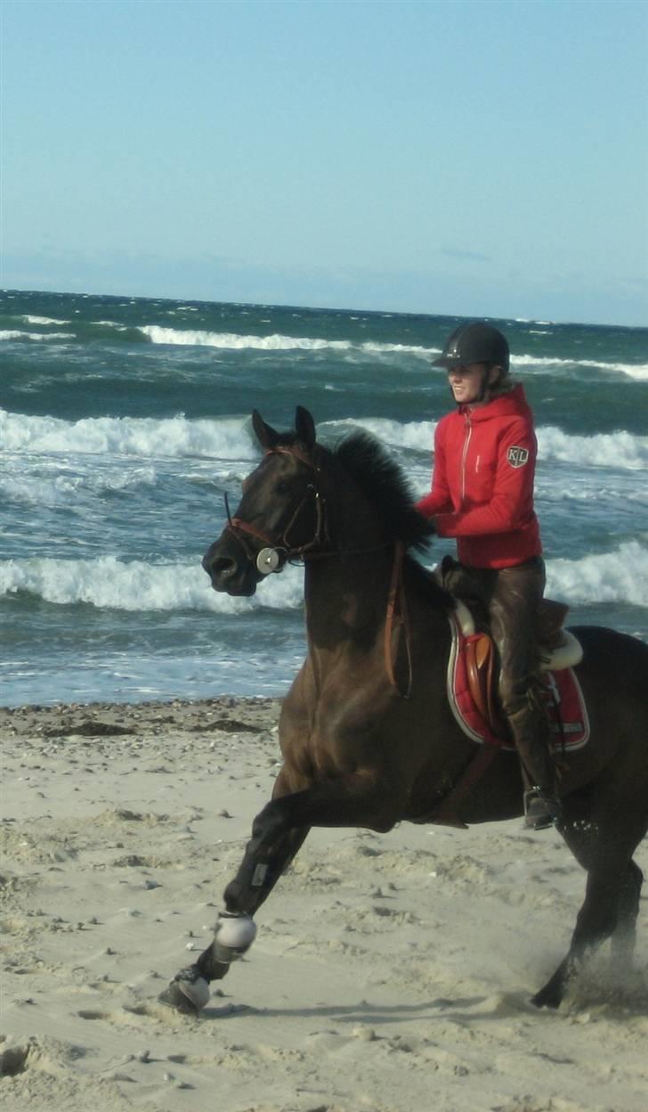 Dansk Varmblod Mr. Rubino - Tisvilde strand 2009 billede 2