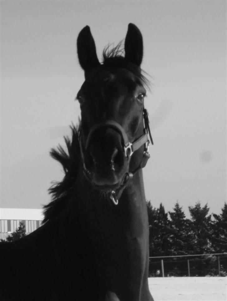 Dansk Varmblod Mr. Rubino - På folden i sneen 2010 billede 3