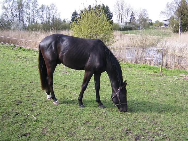 Dansk Varmblod Mr. Rubino - På folden som 2 års 2004 billede 5