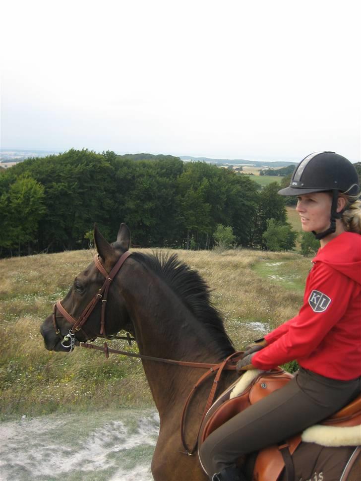 Dansk Varmblod Mr. Rubino - Møn 2009 billede 6