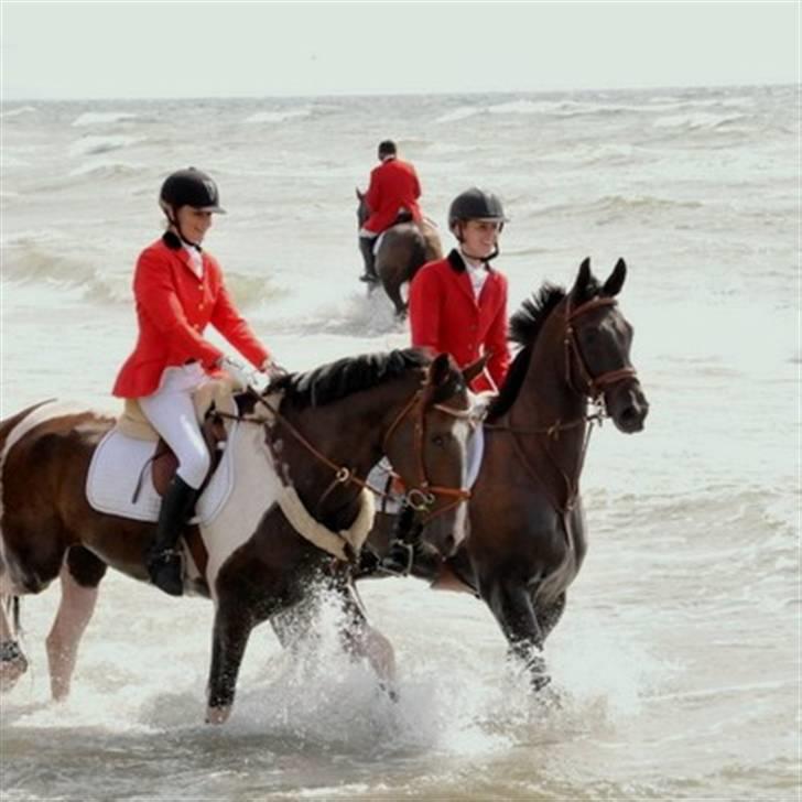 Dansk Varmblod Mr. Rubino - Møn 2009 billede 7