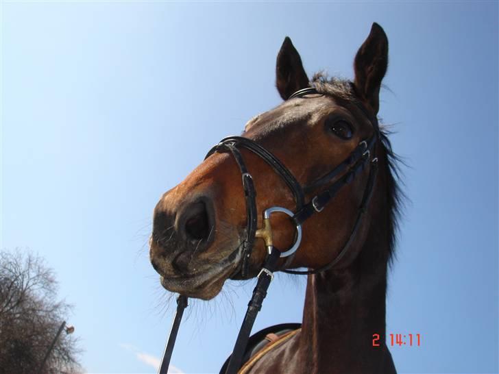 Dansk Varmblod Diddl <3  - Velkommen til Diddl´s profil <33 billede 1