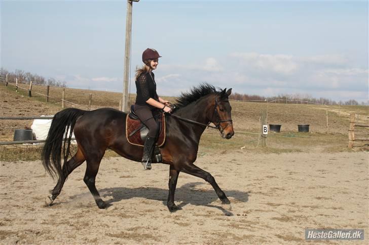 Dansk Varmblod Diddl <3  billede 4