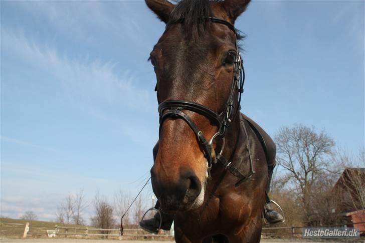 Dansk Varmblod Diddl <3  billede 7