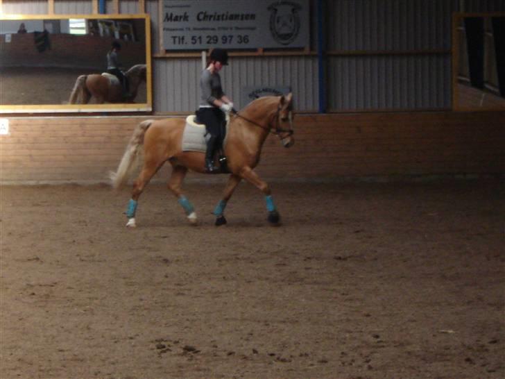 Palomino Cody Stauslykke - første gang vi var ude at ride, efter jeg havde købt ham. marts 2010 billede 3