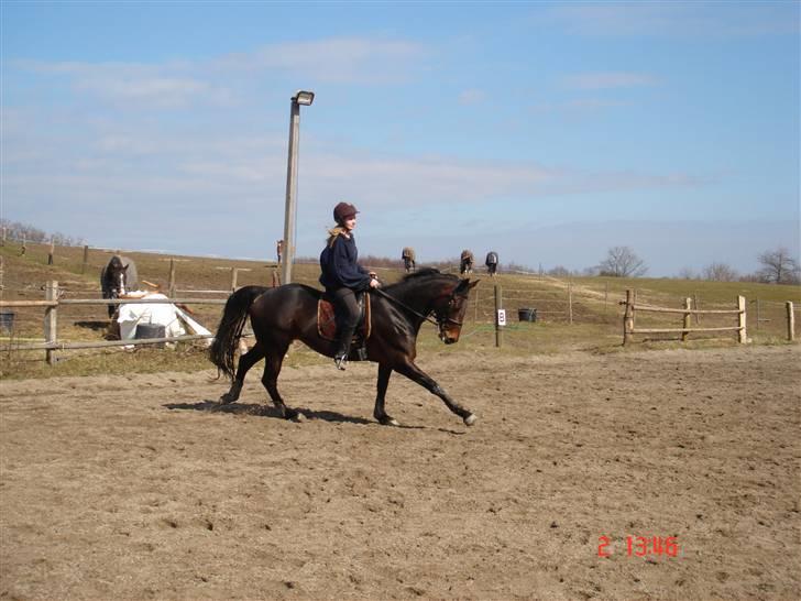 Dansk Varmblod Diddl <3  billede 15