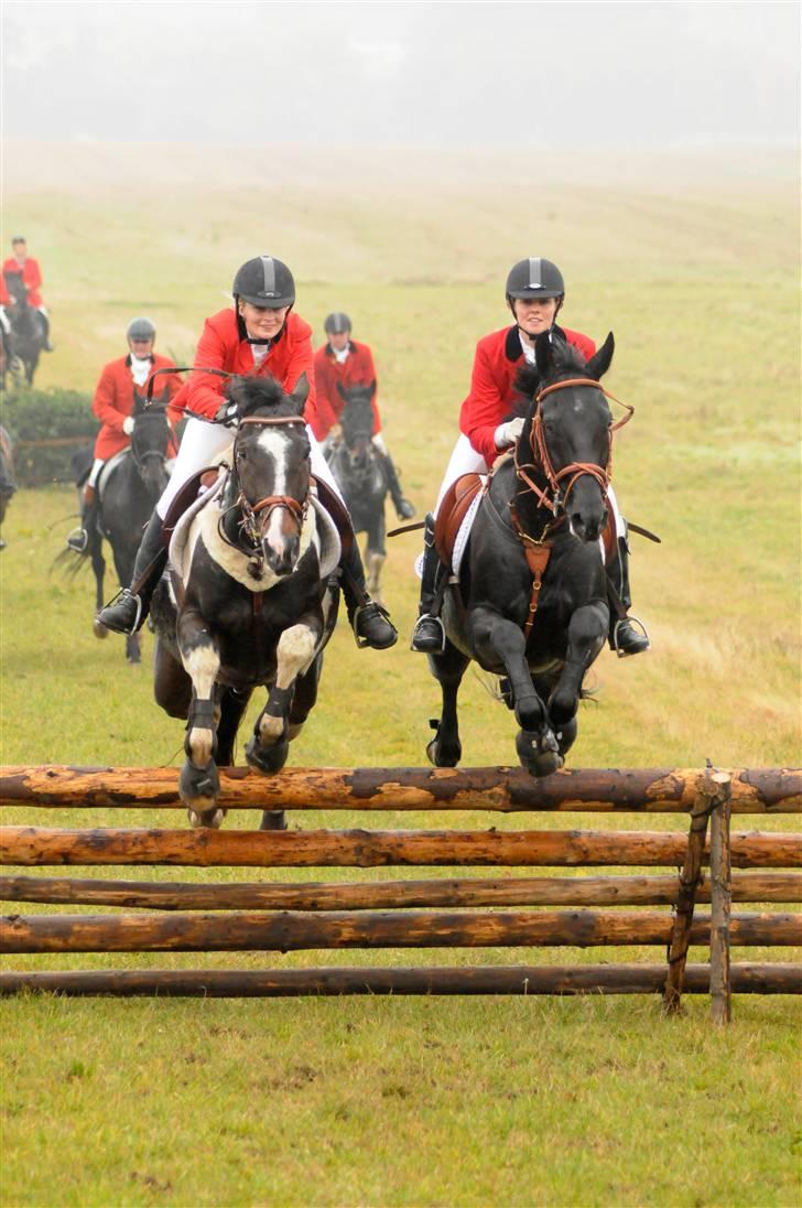 Dansk Varmblod Mr. Rubino - Rævehalejagten 2009 Ledreborg, djfoto.dk billede 8