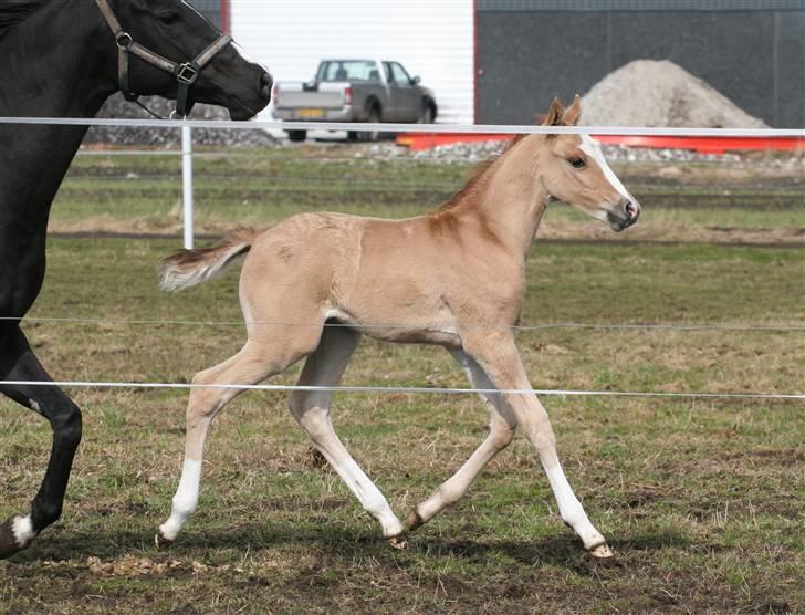 DSP Lykkebo Contador billede 6