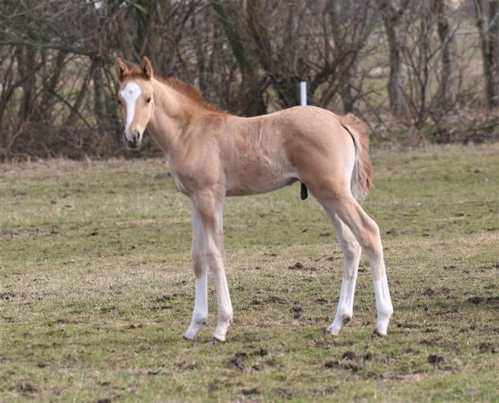 DSP Lykkebo Contador billede 7