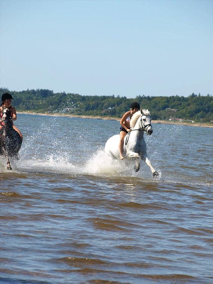 Anden særlig race Søholt's Robin billede 5