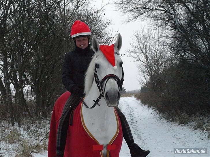 Anden særlig race Søholt's Robin - All i want for Christmas is you!  billede 6