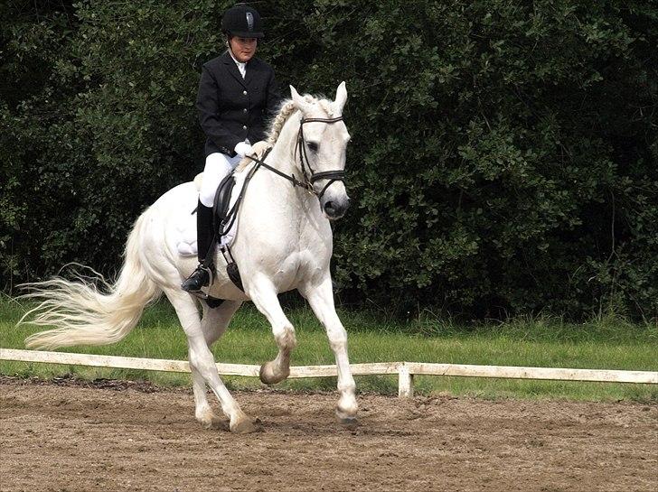 Anden særlig race Søholt's Robin - d-stævne i struer LB2 70 %  billede 8