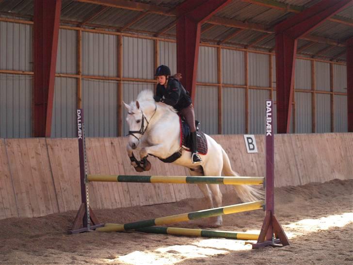 Anden særlig race Søholt's Robin billede 11
