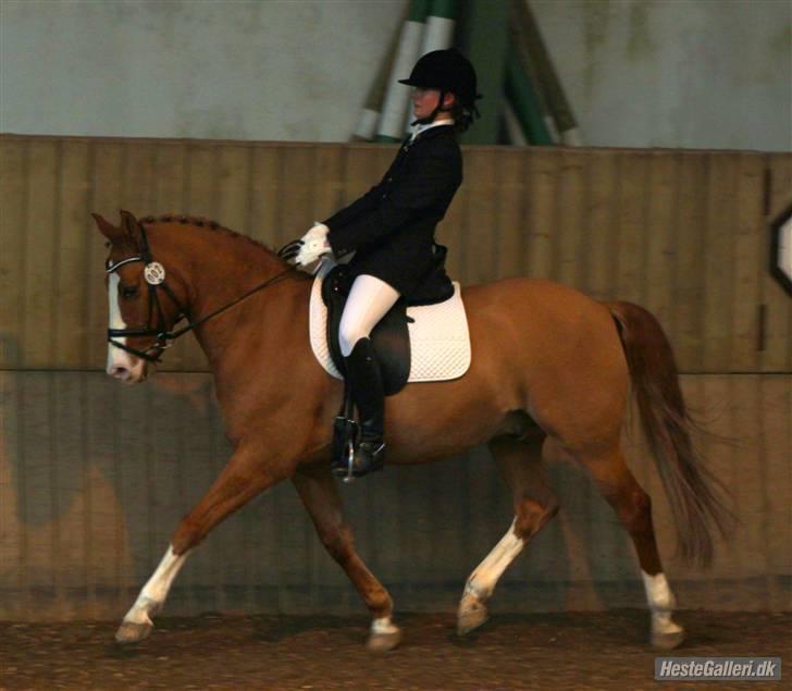 Tysk Sportspony Proud Don Caruso *A-pony* - Min lille super pony! :) billede 10