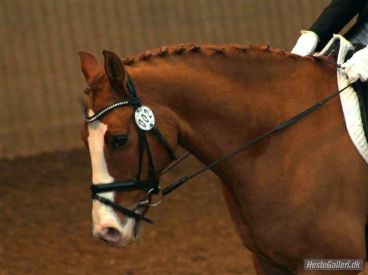 Tysk Sportspony Proud Don Caruso *A-pony* - Duller med sin hingstehals:) billede 13