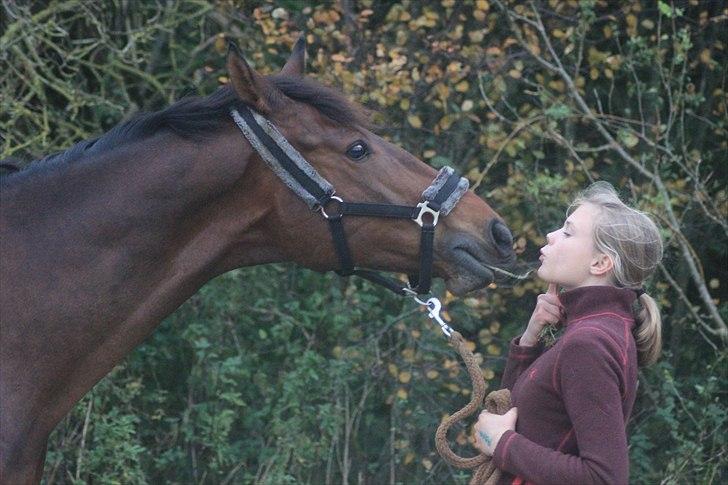 Dansk Varmblod Højbos Royal R.I.P - 2010) Sidste trick Foto: Pernille Kirstine billede 9