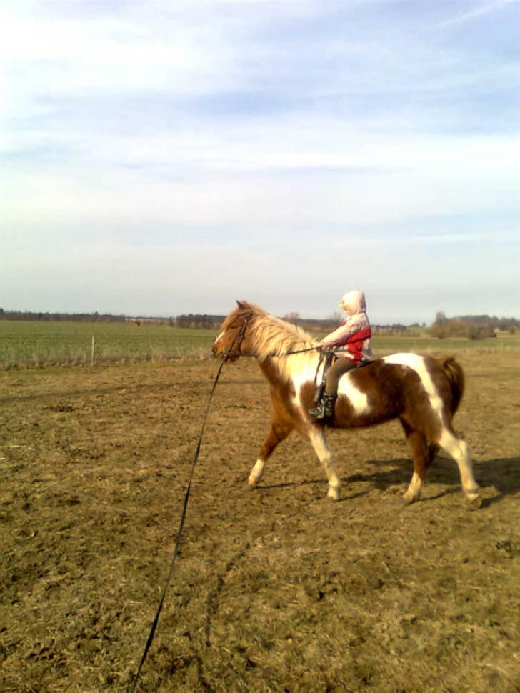 Anden særlig race Moonlight - så kom der gjord på nu går det lidt nemmere... billede 10