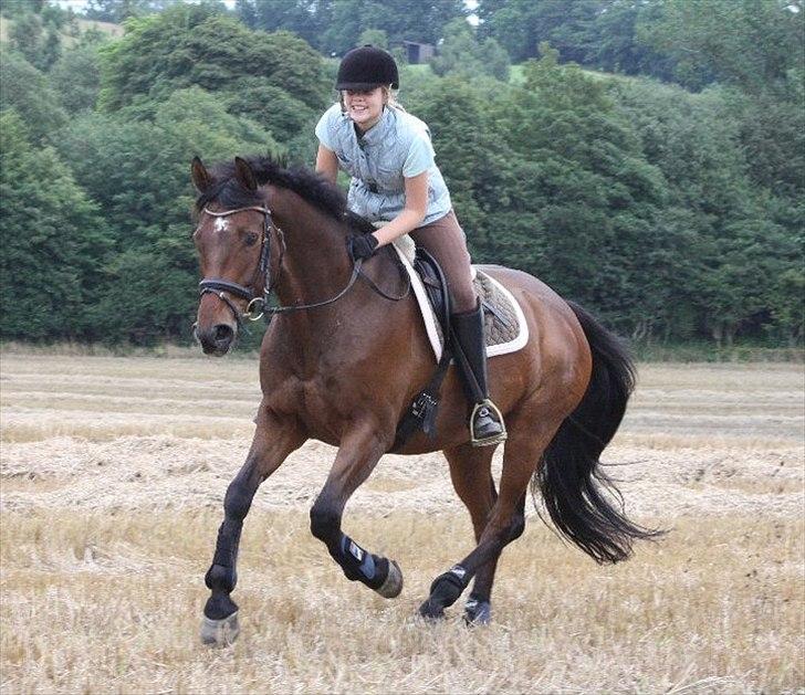 Dansk Varmblod Højbos Royal R.I.P - 2010) Du er savnet så voldsomt meget Foto: Nicoline Wolk. billede 12