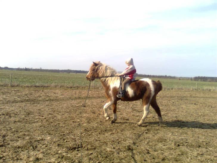 Anden særlig race Moonlight - Som hun sagde:" hvor jeg dog elsker min moonlight!" billede 11