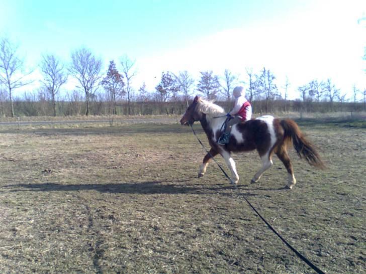 Anden særlig race Moonlight - Så skal der prøves trav... billede 13