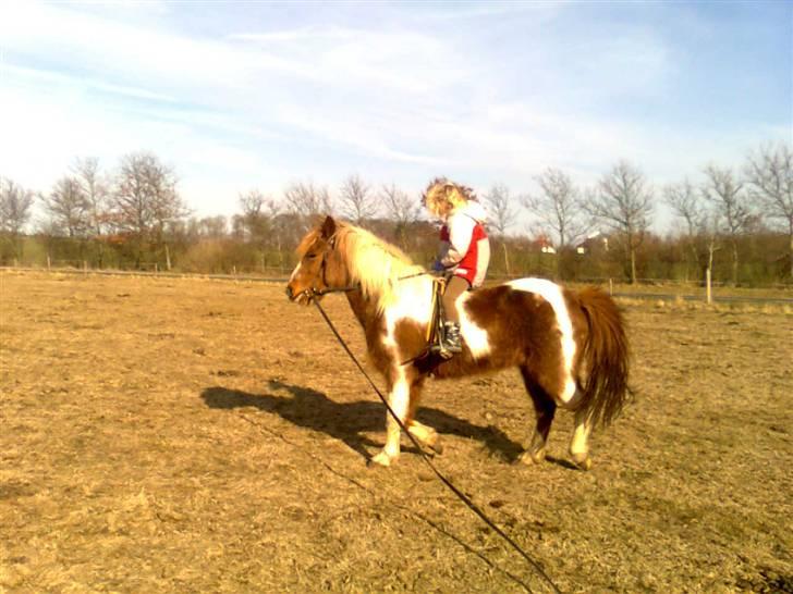 Anden særlig race Moonlight - Med tiden..... "Ellers bliver jeg øm i måsen!" billede 16