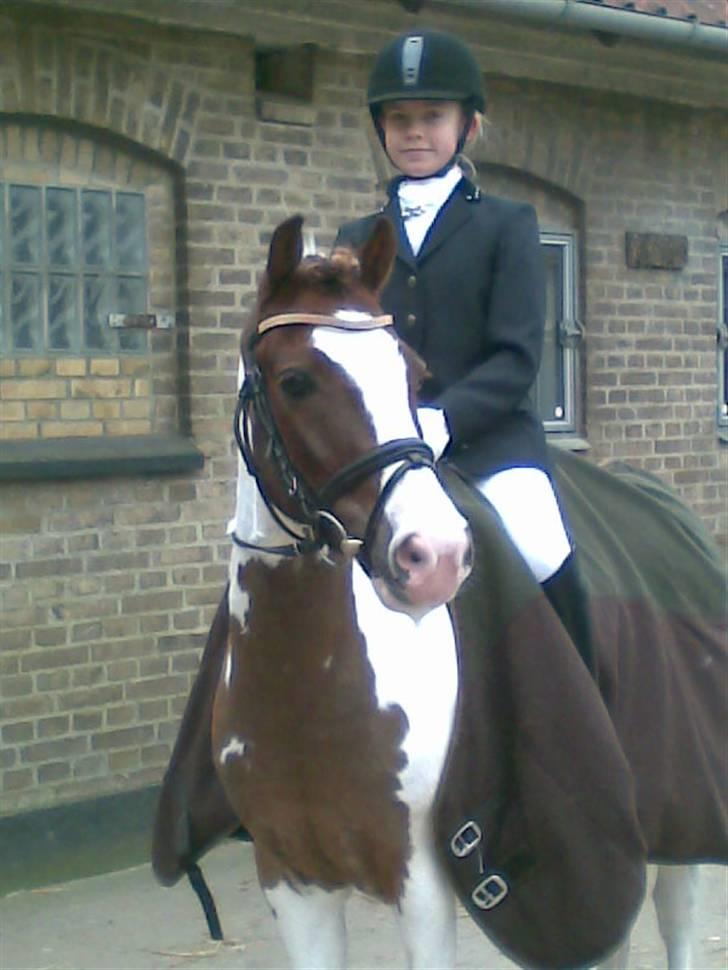 Anden særlig race Apache billede 1