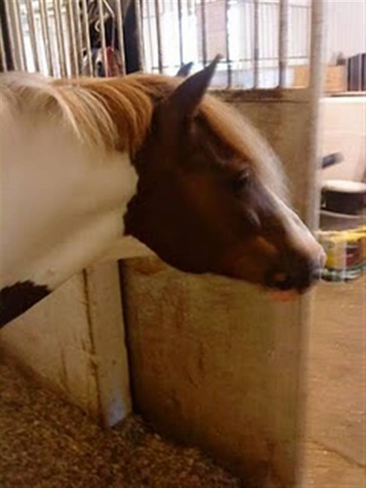 Anden særlig race Apache billede 2