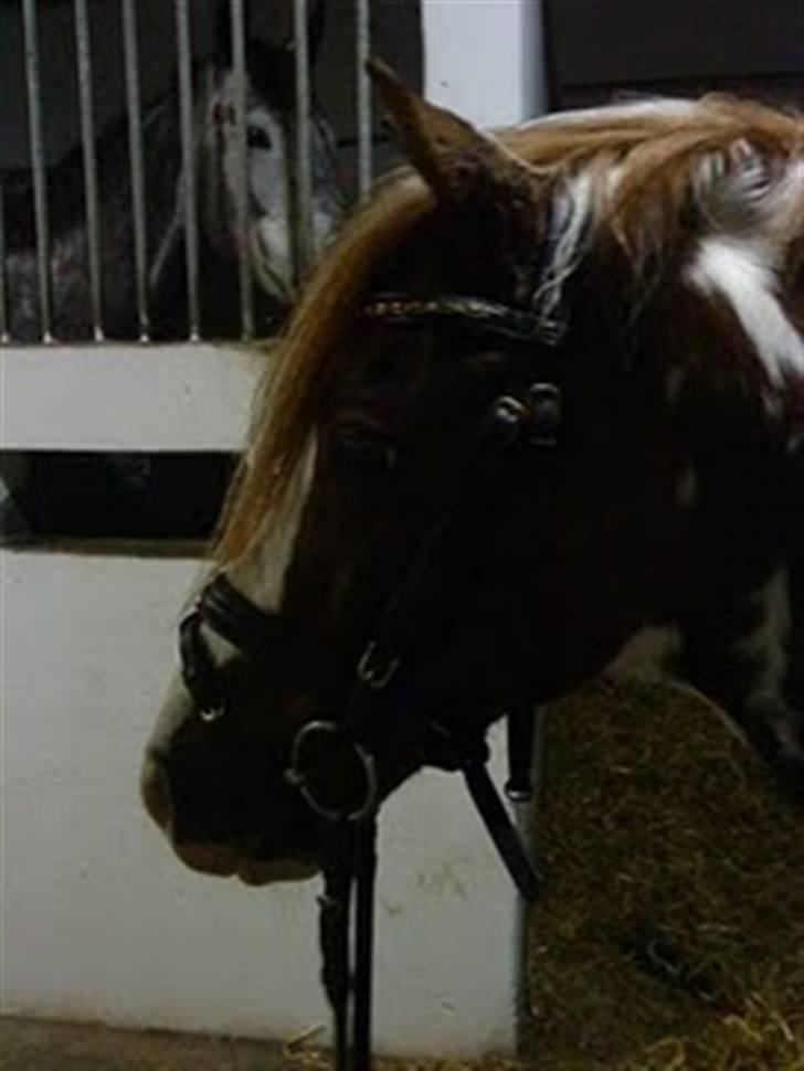 Anden særlig race Apache - Han er på et af de øverste billeder det er fra DM og der er valgt få fra hver kategori:) billede 3