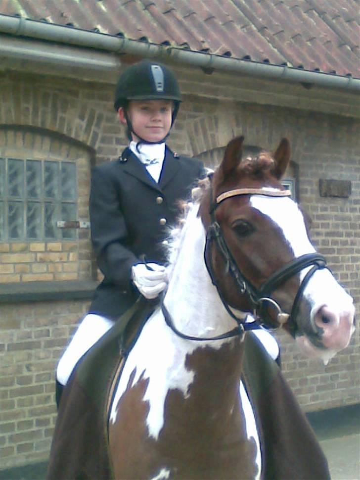 Anden særlig race Apache billede 4