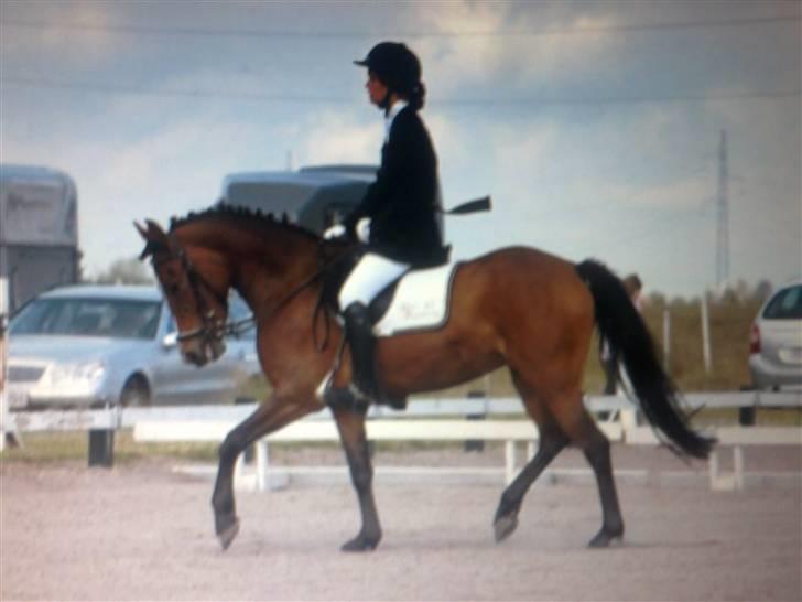 New Forest hiphop. - stævne i sar dressur lc3 billede 1