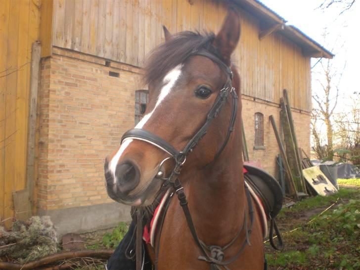 New Forest hiphop. billede 5