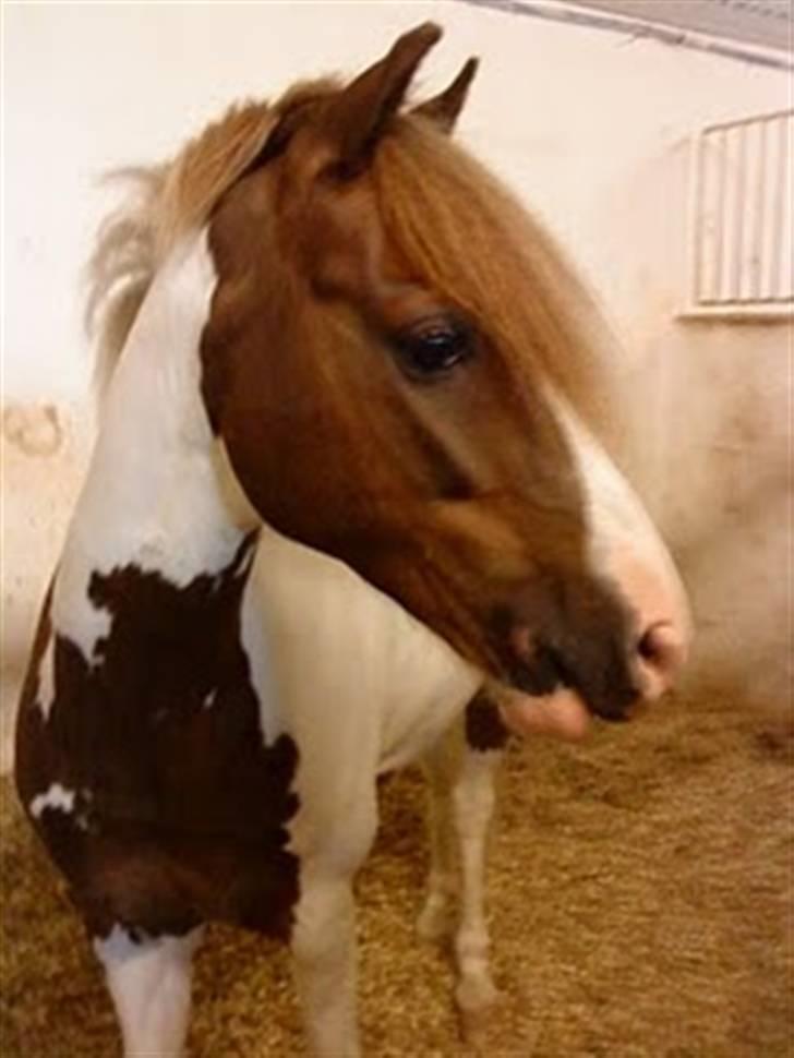 Anden særlig race Apache billede 6