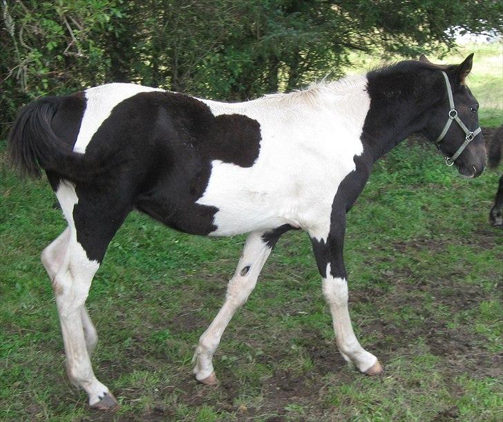 Barockpinto Alexander SOLGT - 6 mdr. billede 11