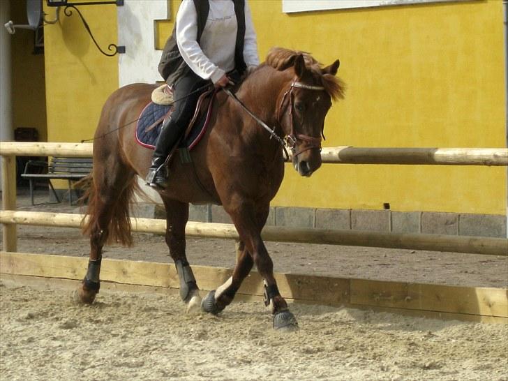 Irsk Sportspony Heartbreaker Galadriel - my sun on a rainy day :* billede 9