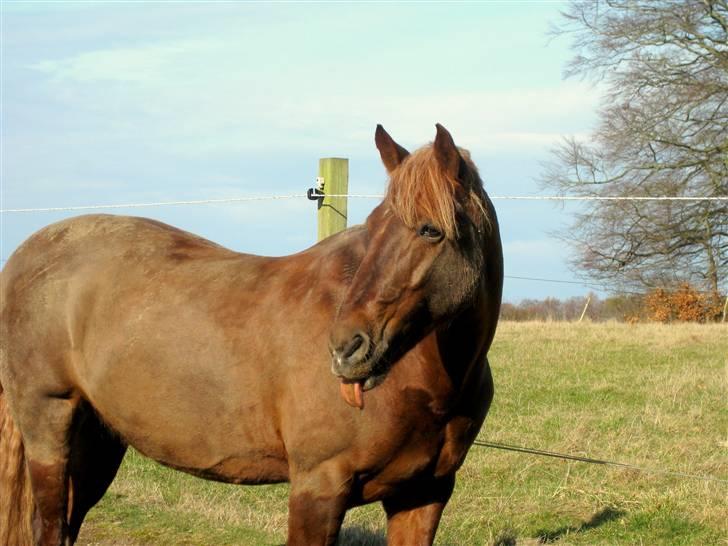 Irsk Sportspony Heartbreaker Galadriel - jeg elsker dig <3 billede 10