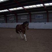 Pinto Benzon Eliselund