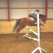 New Forest Dyvellyst Marabou <33