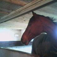 Dansk Varmblod Gagarin