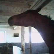 Dansk Varmblod Gagarin