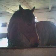 Dansk Varmblod Gagarin