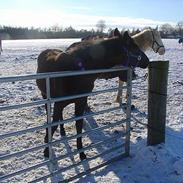 Anden særlig race AlimeÑo