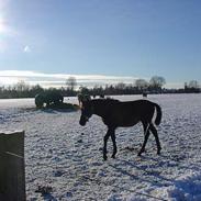 Anden særlig race AlimeÑo