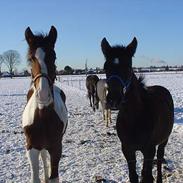 Anden særlig race AlimeÑo