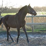 Anden særlig race AlimeÑo